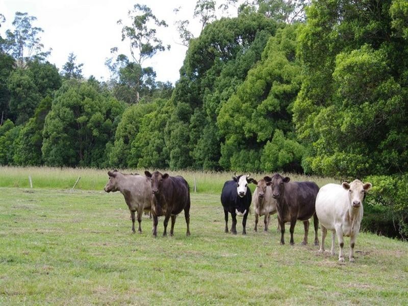 71 Mount Browne Road, Karangi NSW 2450