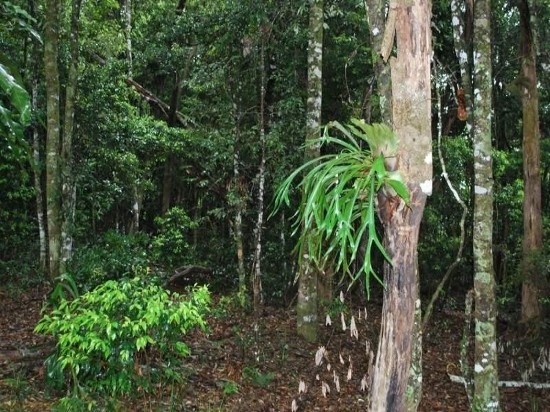 Lot 131 Lowanna Road, Lowanna NSW 2450