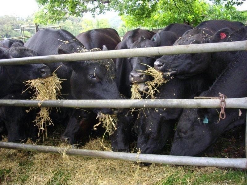 339 Dairyville Road, Upper Orara NSW 2450