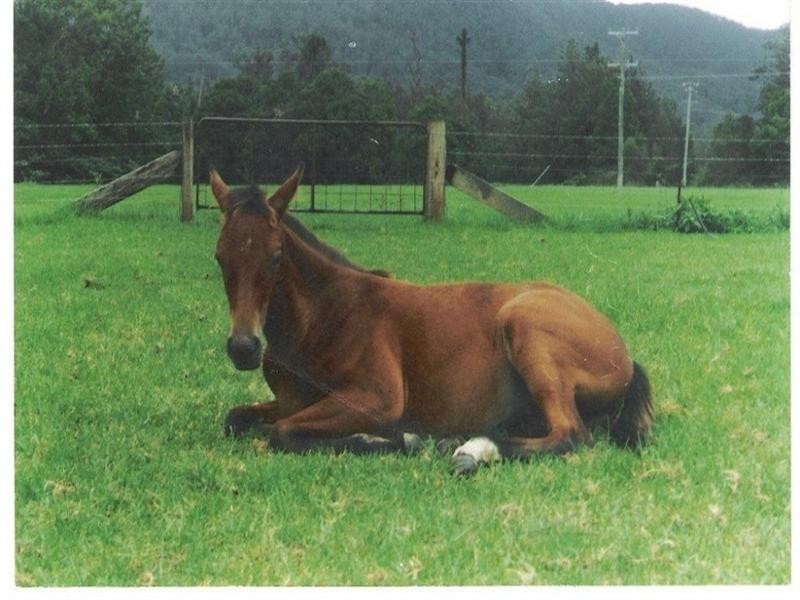 339 Dairyville Road, Upper Orara NSW 2450