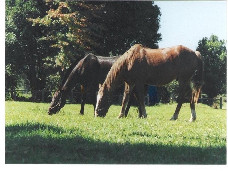 339 Dairyville Road, Upper Orara NSW 2450