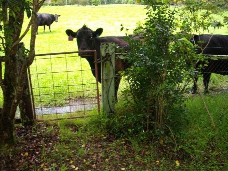 339 Dairyville Road, Upper Orara NSW 2450