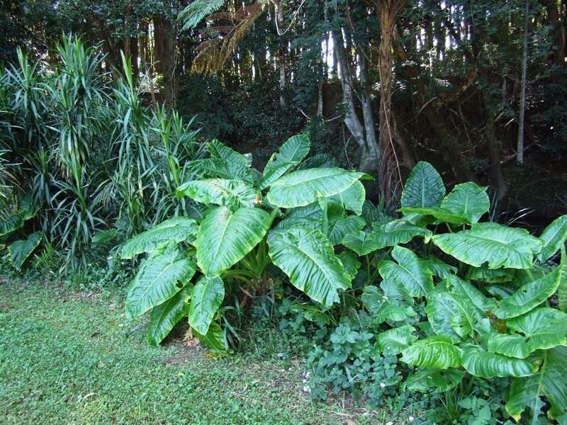 80c Braford Drive, Bonville NSW 2441