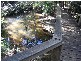 Springbrook QLD 4213