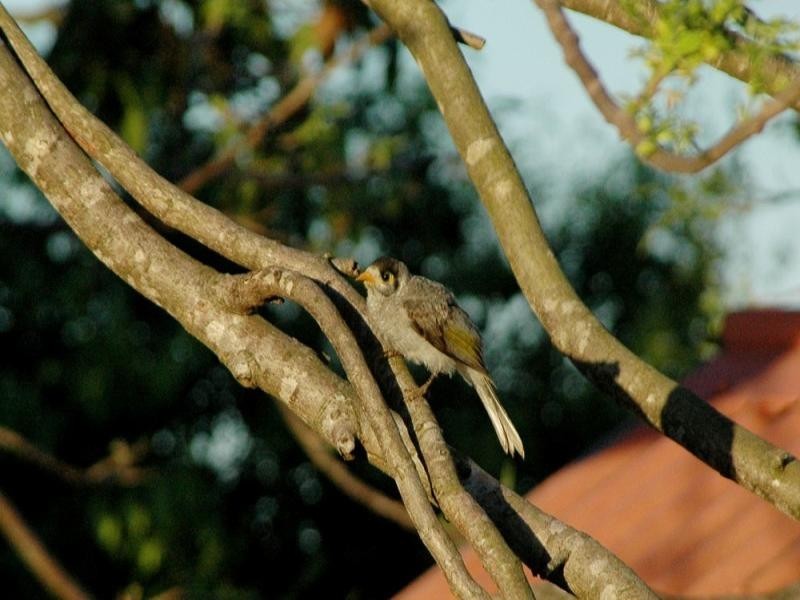 30 Sydney Avenue, Camp Hill QLD 4152