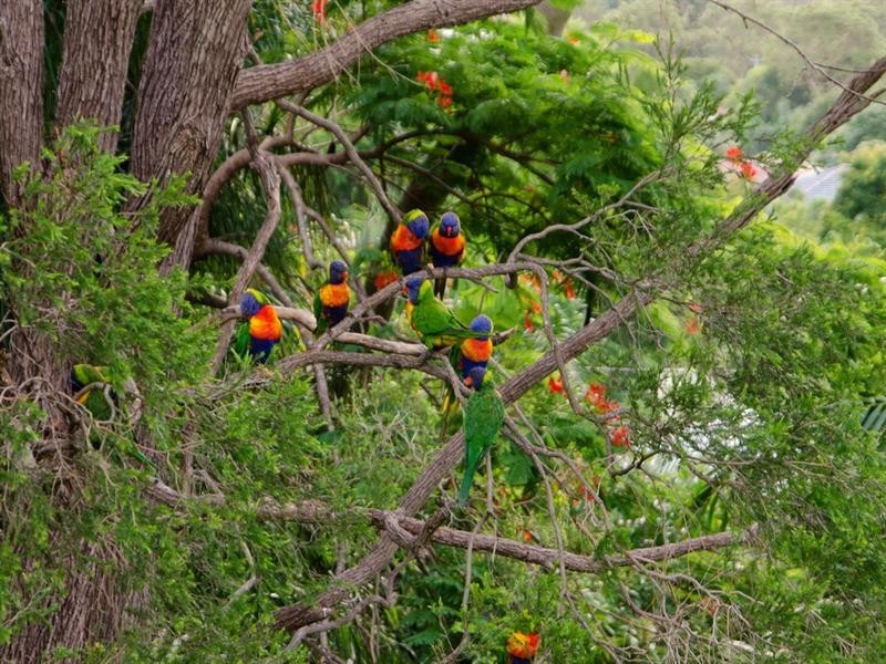 523 Cavendish Road, Coorparoo QLD 4151