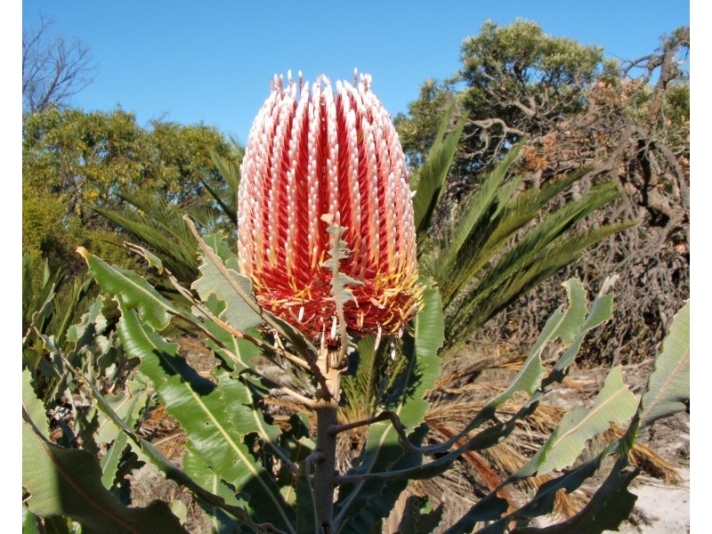 Lot 510 Cockleshell Gully Road, Jurien Bay WA 6516