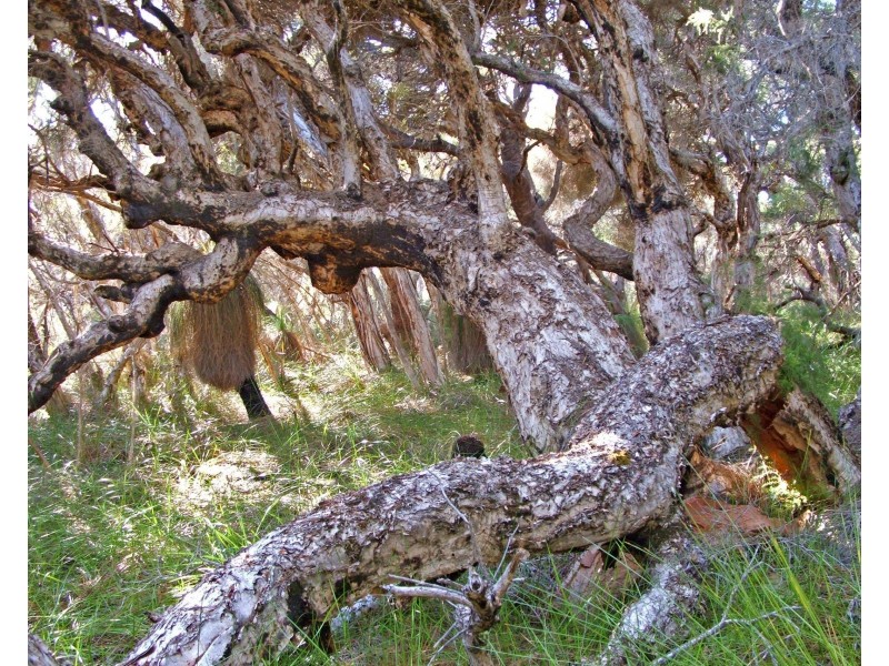 Lot 510 Cockleshell Gully Road, Jurien Bay WA 6516
