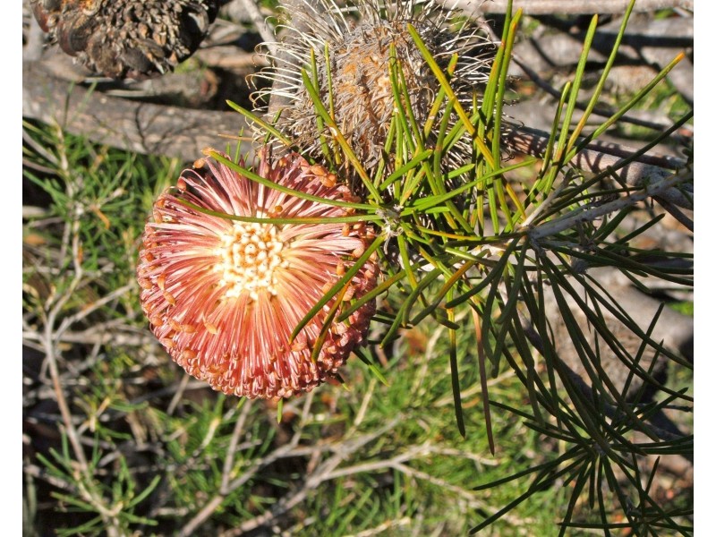 Lot 510 Cockleshell Gully Road, Jurien Bay WA 6516