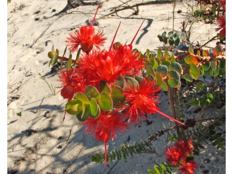 Lot 510 Cockleshell Gully Road, Jurien Bay WA 6516