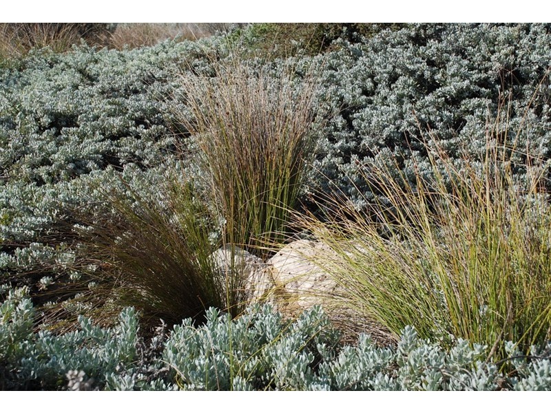 Lot 692, 41 Bettong Avenue, Jurien Bay WA 6516