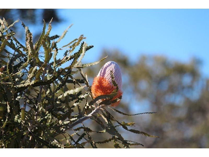 Lot 105 Jurien Bay Vista, Jurien Bay WA 6516