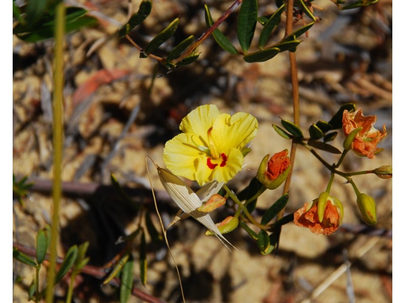 Lot 6, 40 Geronimo Crescent, Jurien Bay WA 6516