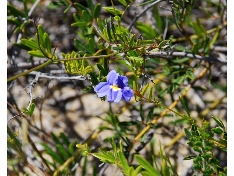 Lot 6, 40 Geronimo Crescent, Jurien Bay WA 6516