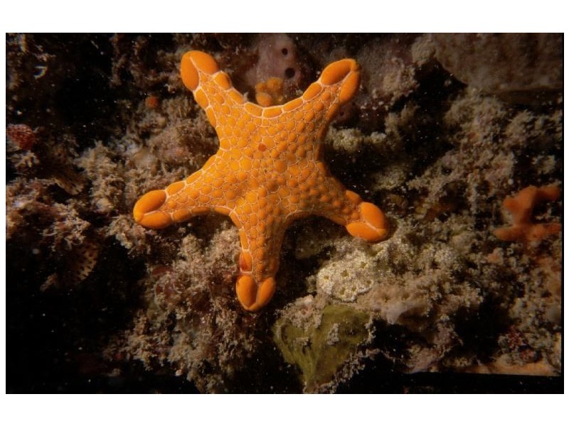 Lot 58 Oceanic Way (Commercial), Jurien Bay WA 6516