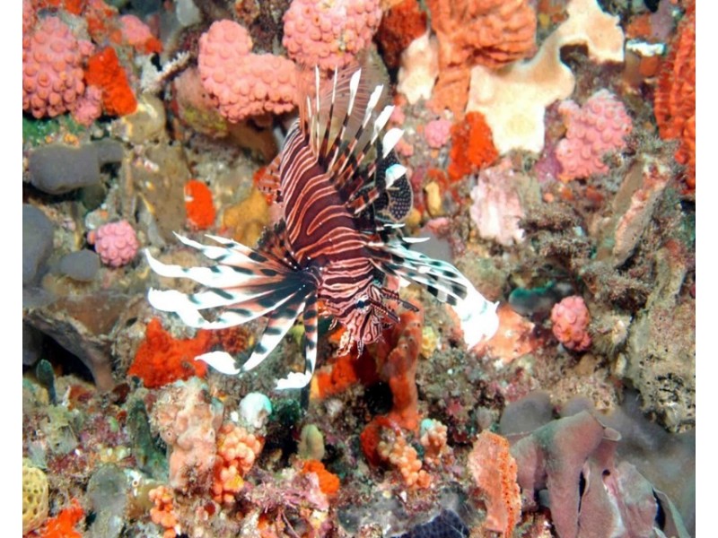 Lot 58 Oceanic Way (Commercial), Jurien Bay WA 6516