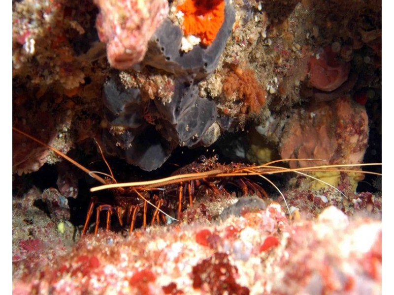 Lot 58 Oceanic Way (Commercial), Jurien Bay WA 6516