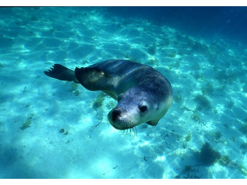 Lot 443,9 Bettong Avenue, Jurien Bay WA 6516