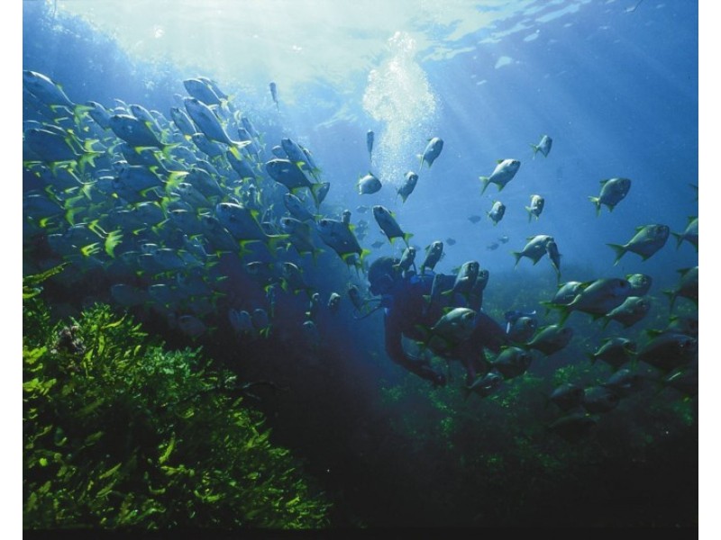 Lot 855, 29 Bells Boulevard, Jurien Bay WA 6516