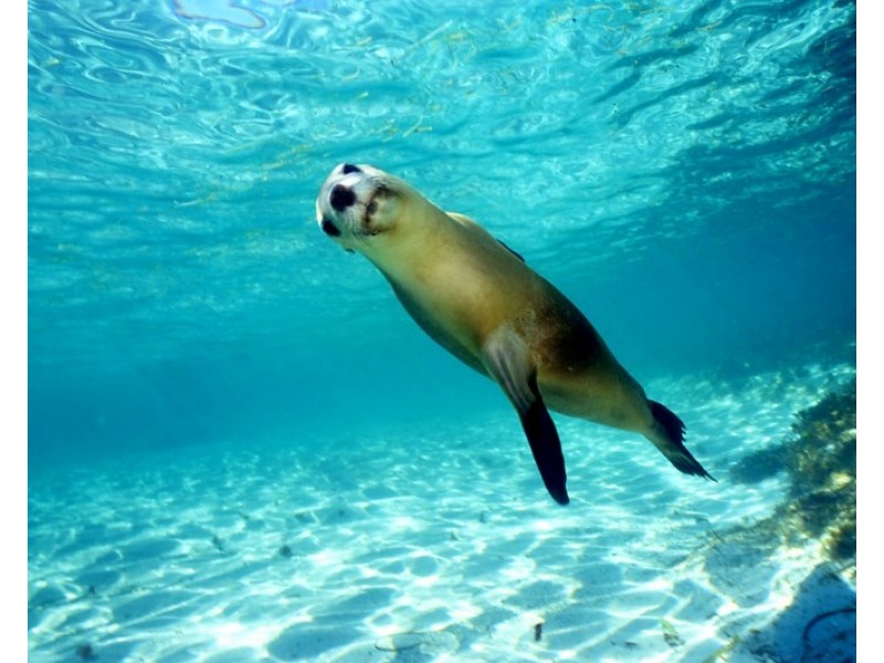 Lot 855, 29 Bells Boulevard, Jurien Bay WA 6516