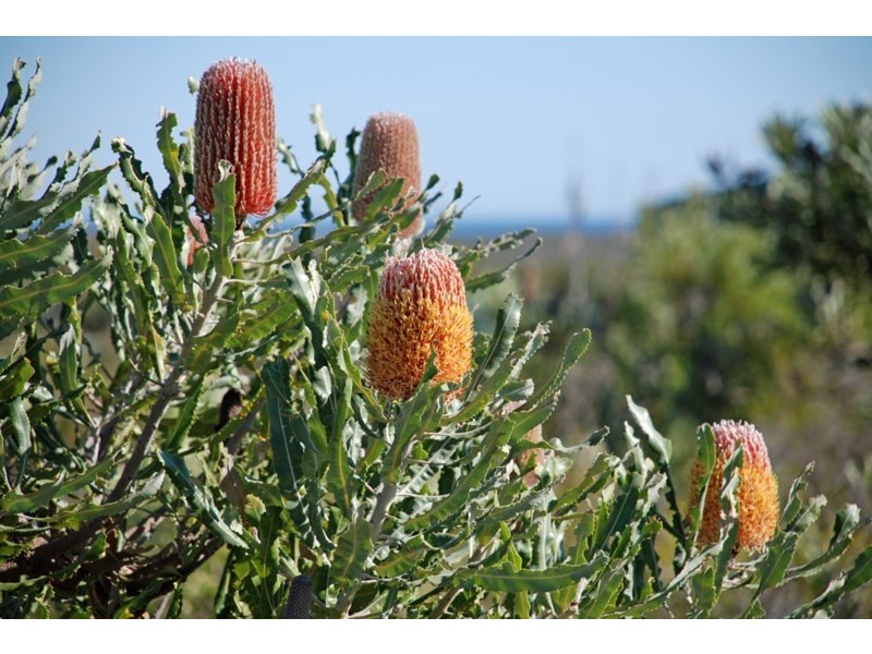 Lot 315 Emma Court, Jurien Bay WA 6516