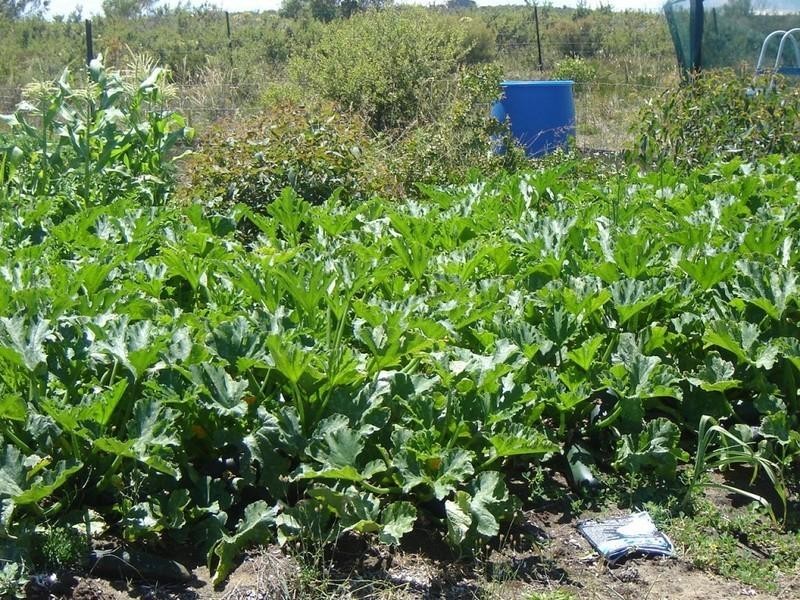 56 Geronimo Crescent, Jurien Bay WA 6516