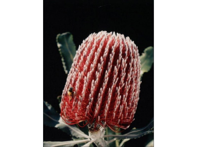 Lot 1005, 7 Proton Place, Jurien Bay WA 6516