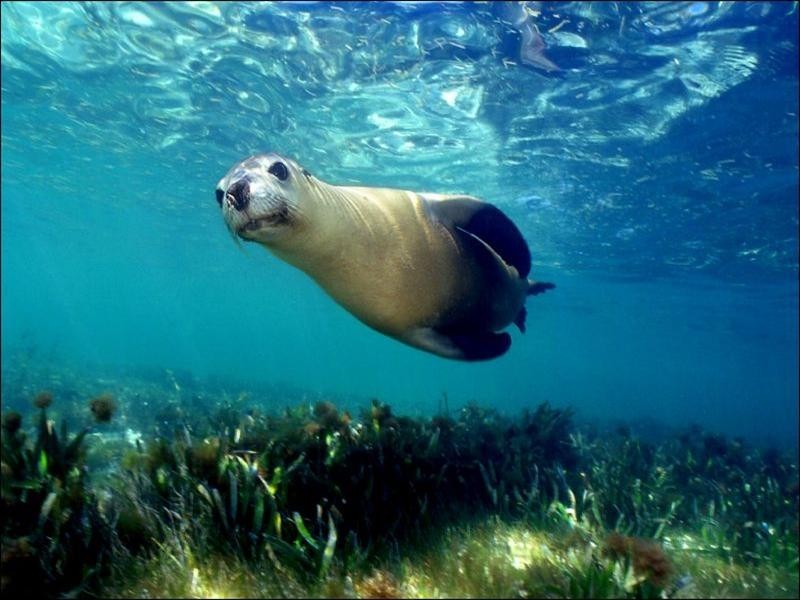 Lot 731, 27 Meelup Drive, Jurien Bay WA 6516