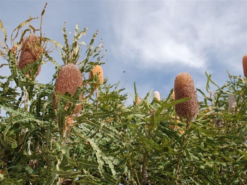 Lot 313 Emma Court, Jurien Bay WA 6516