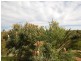 Lot 299, 90 Sulina Crescent, Jurien Bay WA 6516