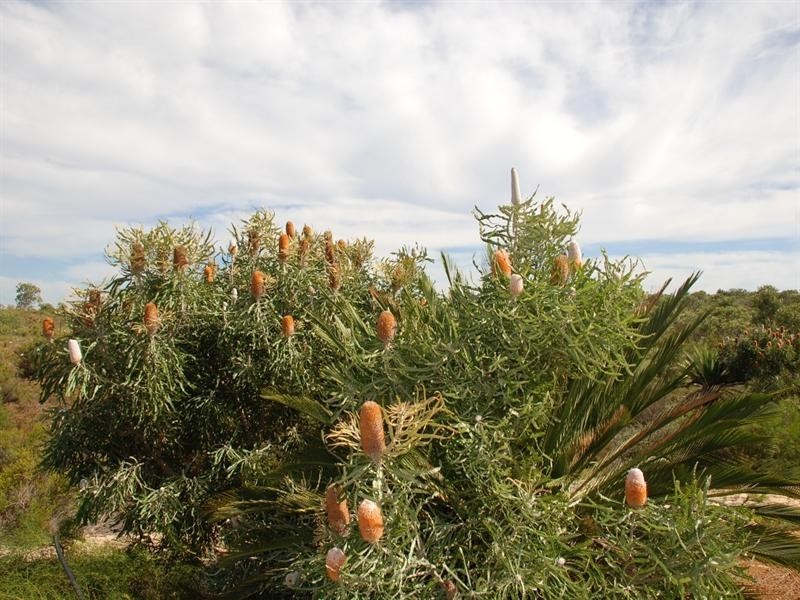 Lot 299, 90 Sulina Crescent, Jurien Bay WA 6516