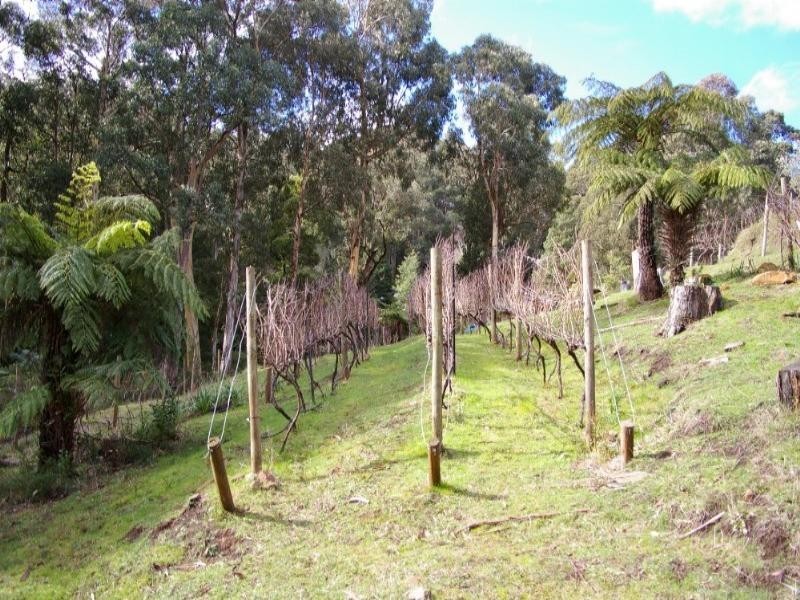 Healesville VIC 3777