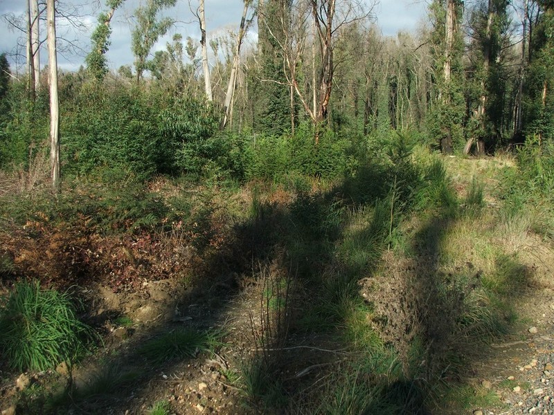 Narbethong VIC 3778