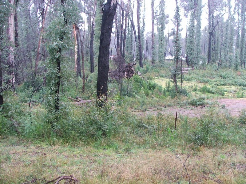 515 Marysville Road, Narbethong VIC 3778