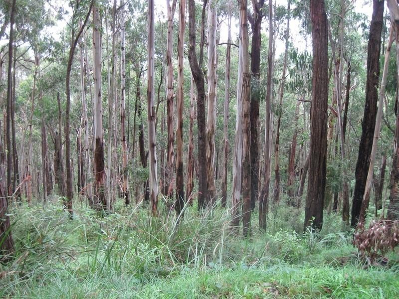 Healesville VIC 3777