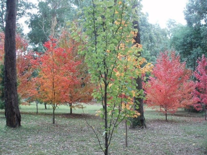Narbethong VIC 3778