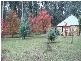 Narbethong VIC 3778