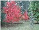 Narbethong VIC 3778