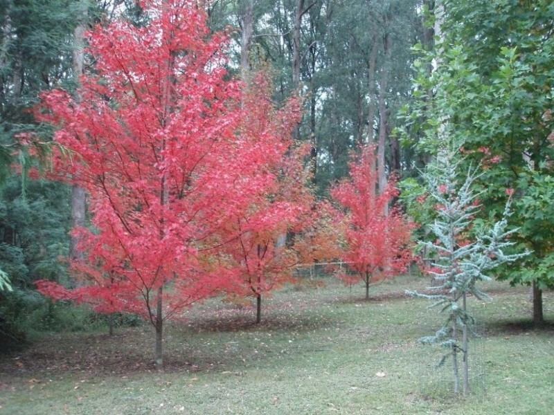 Narbethong VIC 3778
