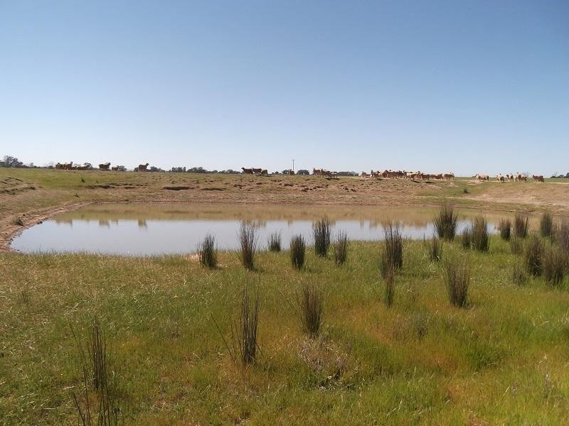 727 Barryrennie Road, Cowra NSW 2794