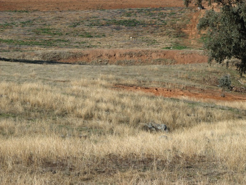 169 Cultowa Lane, Billimari NSW 2804