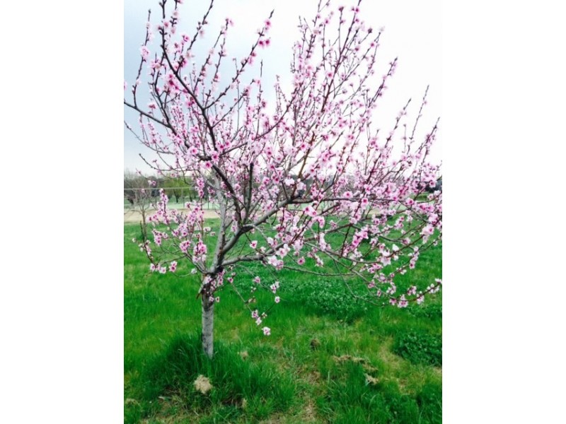 226 Elouera Road, Cowra NSW 2794