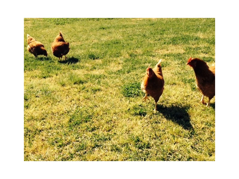 226 Elouera Road, Cowra NSW 2794