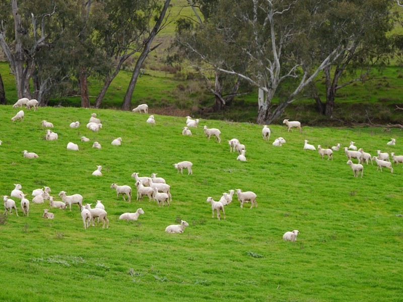“Kember” 372 Rockall Road, Cowra NSW 2794
