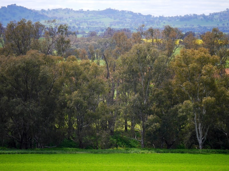 1628 Lachlan Valley Way, Cowra NSW 2794