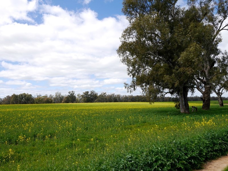 1628 Lachlan Valley Way, Cowra NSW 2794