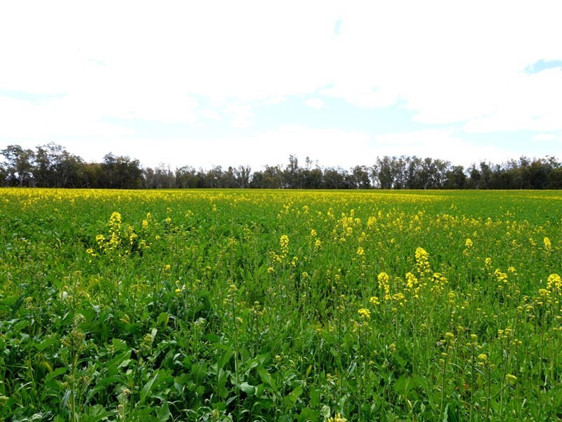 1628 Lachlan Valley Way, Cowra NSW 2794