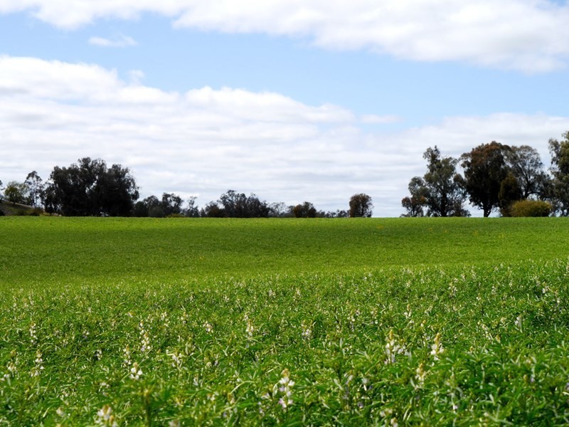 1628 Lachlan Valley Way, Cowra NSW 2794