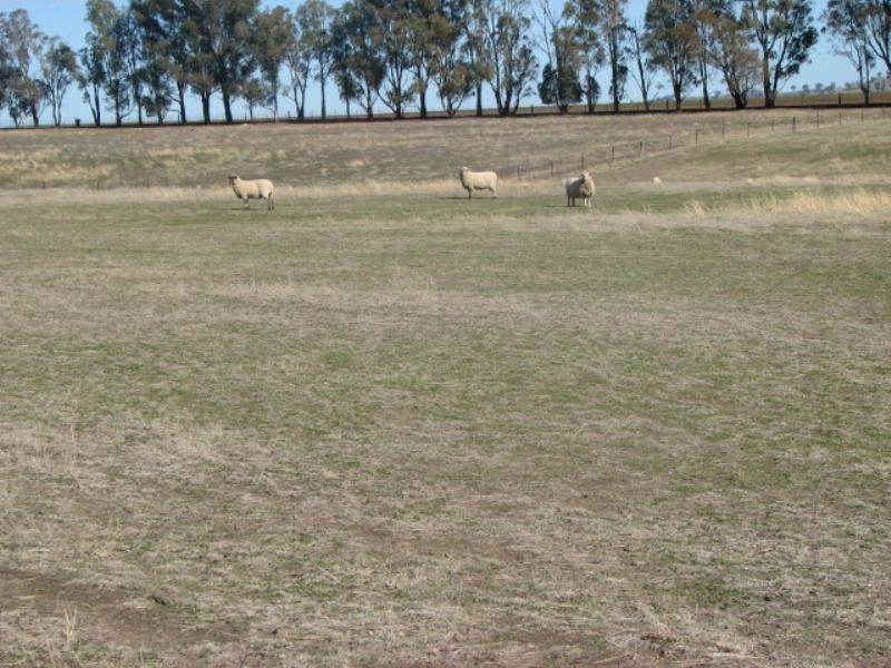 Lot 61 Pine Mount Road, Cowra NSW 2794