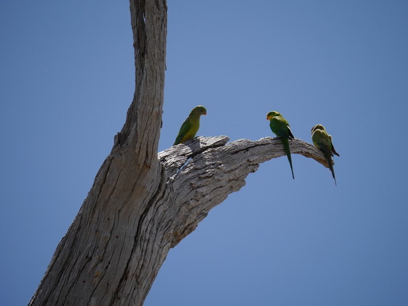 Lot 1 Bullfrog Road, Woodstock NSW 2793